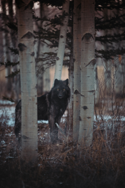 priscillia photographie